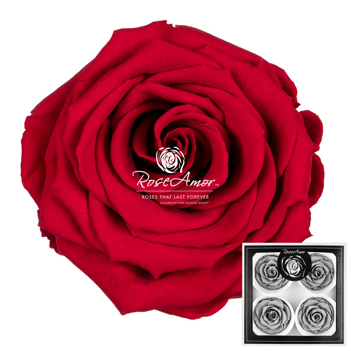 Rosa Preserved Bellisima Red02 8cm Hd