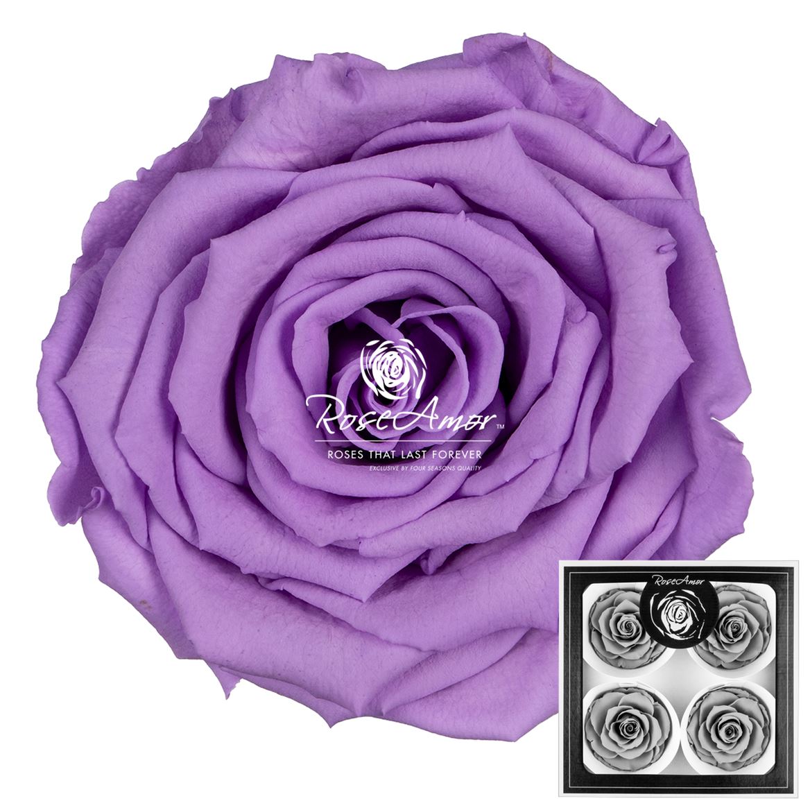 Rosa Preserved Bellisima Vio03 8cm Hd