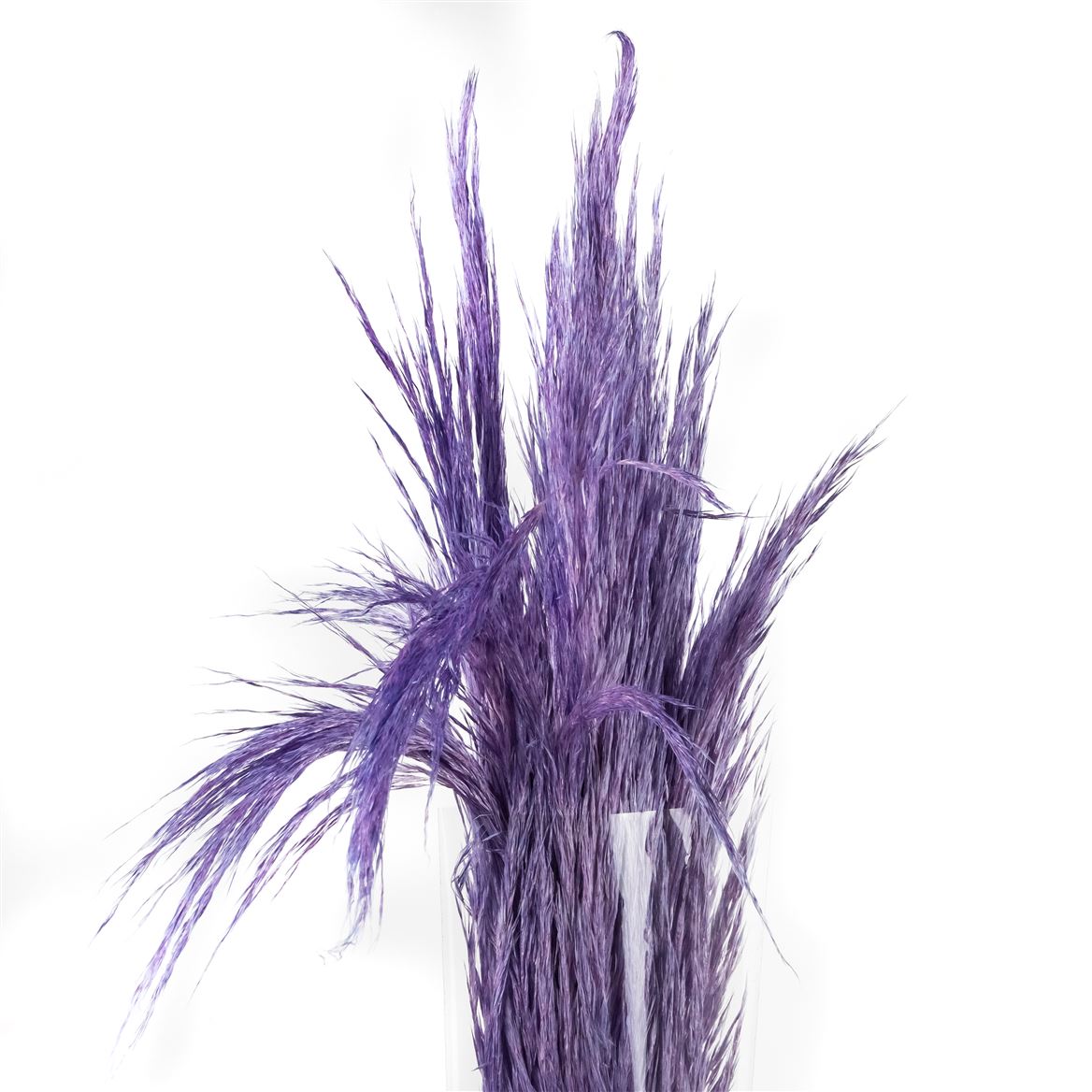 Pampas Grass Baby Light Violet Per Bunch 40cm