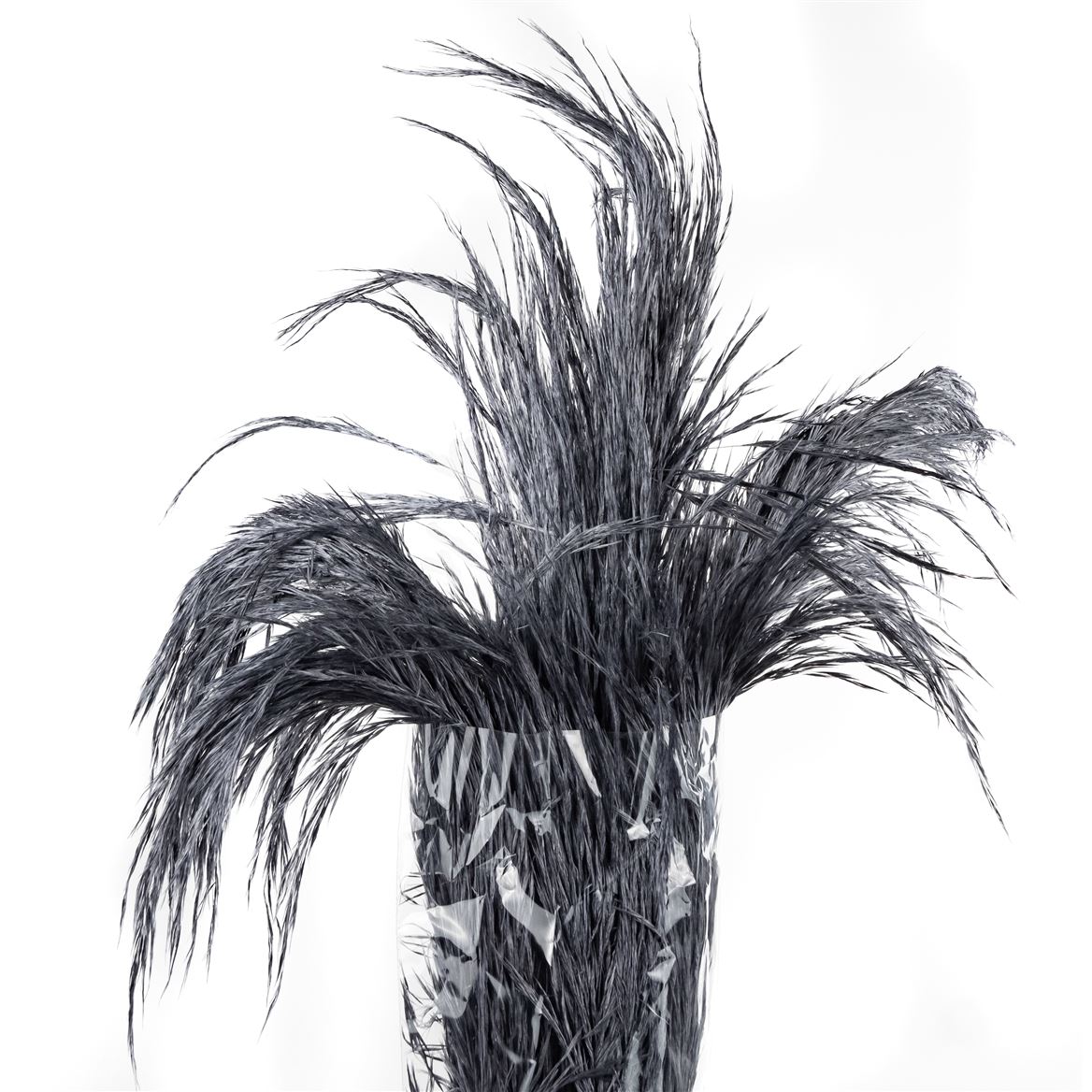 Pampas Grass Cool Gray Per Bunch 40cm