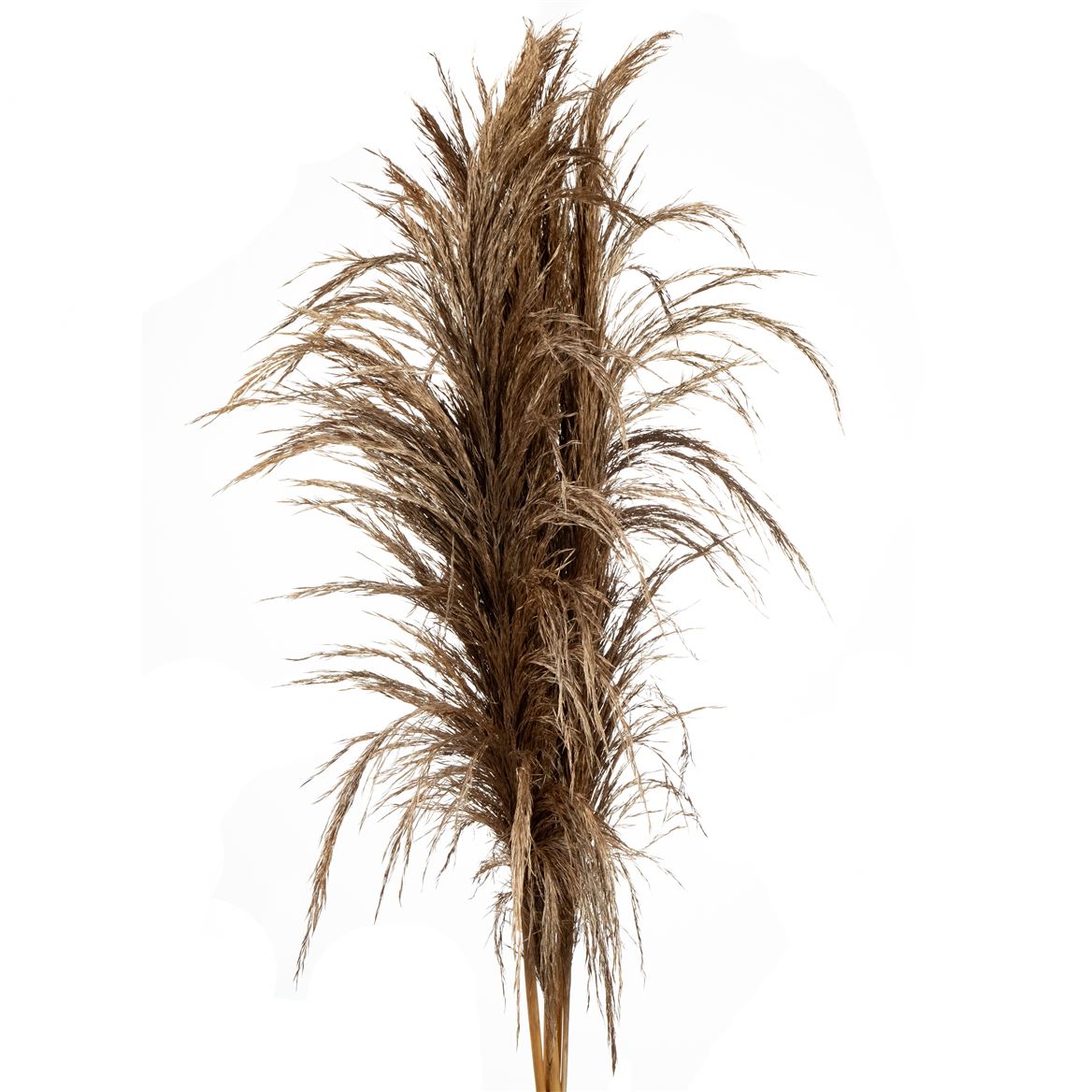 Pampas Grass Bronze Metal Per Bunch 40cm