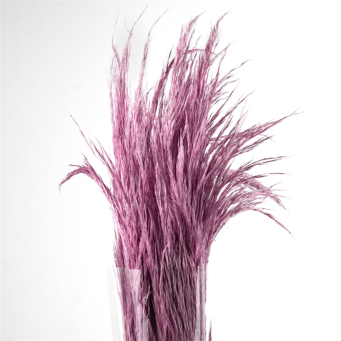 Pampas Grass Serenity Per Bunch 40cm