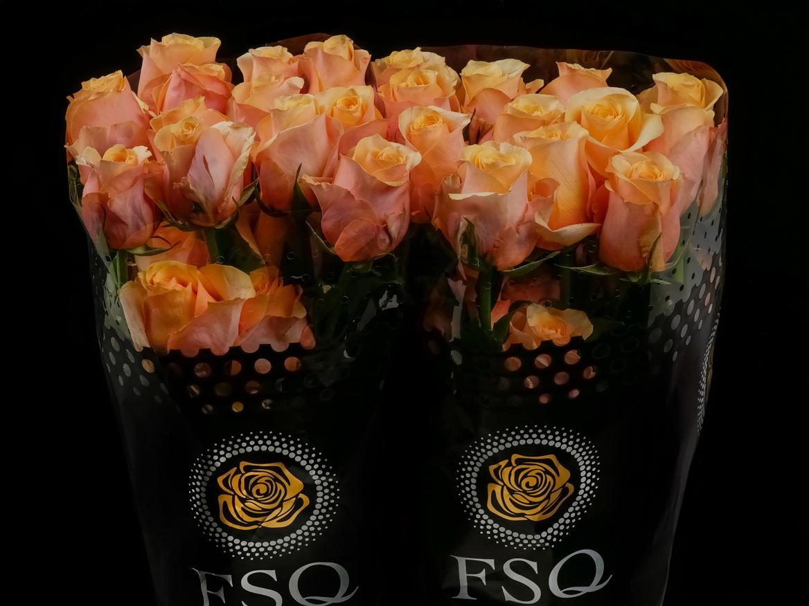 Rosa Peach Love 70cm