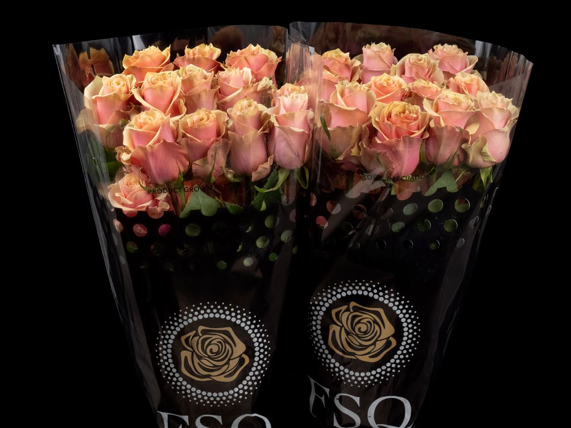 Rosa Pink Amaretto 70cm