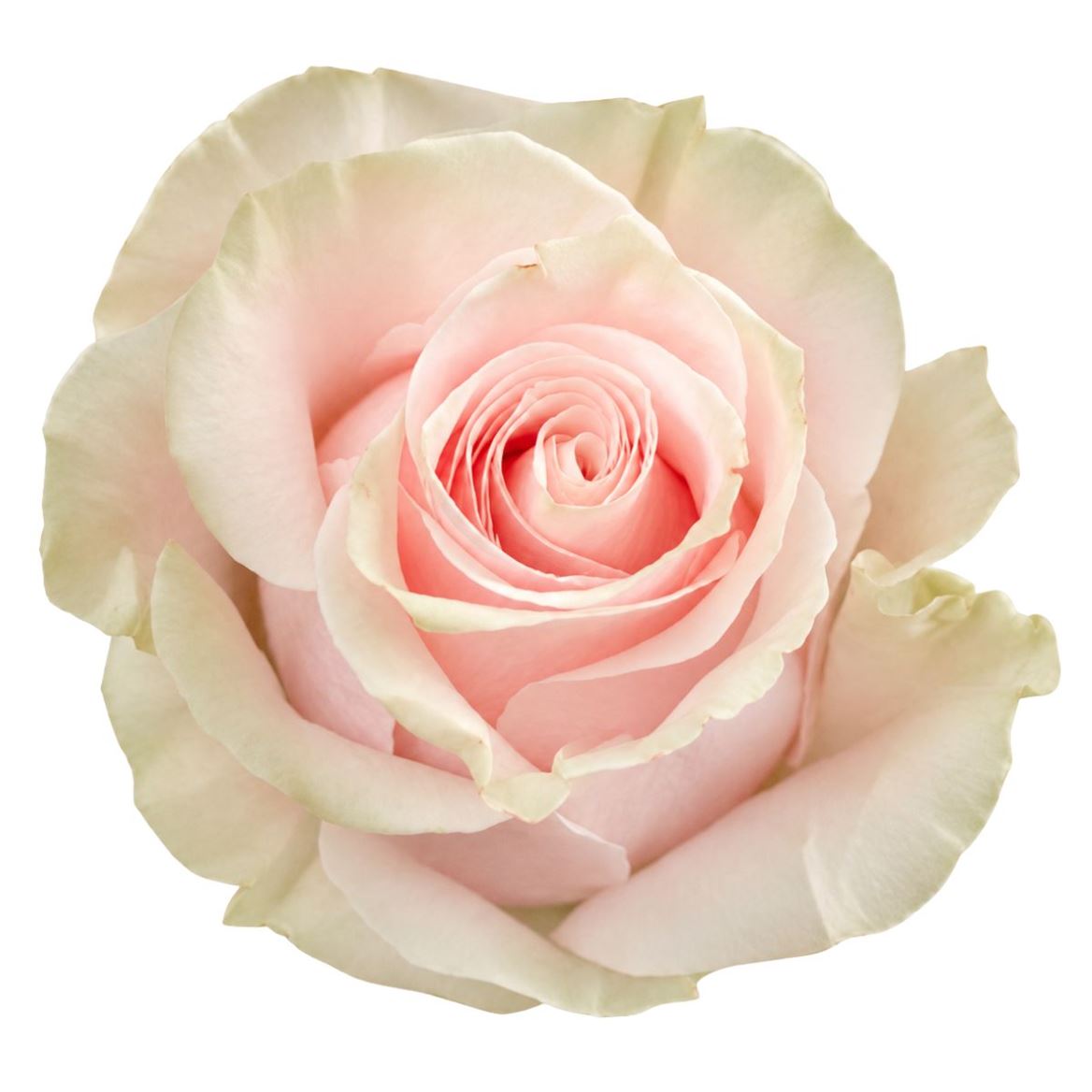Rosa Pink Mondial 70cm