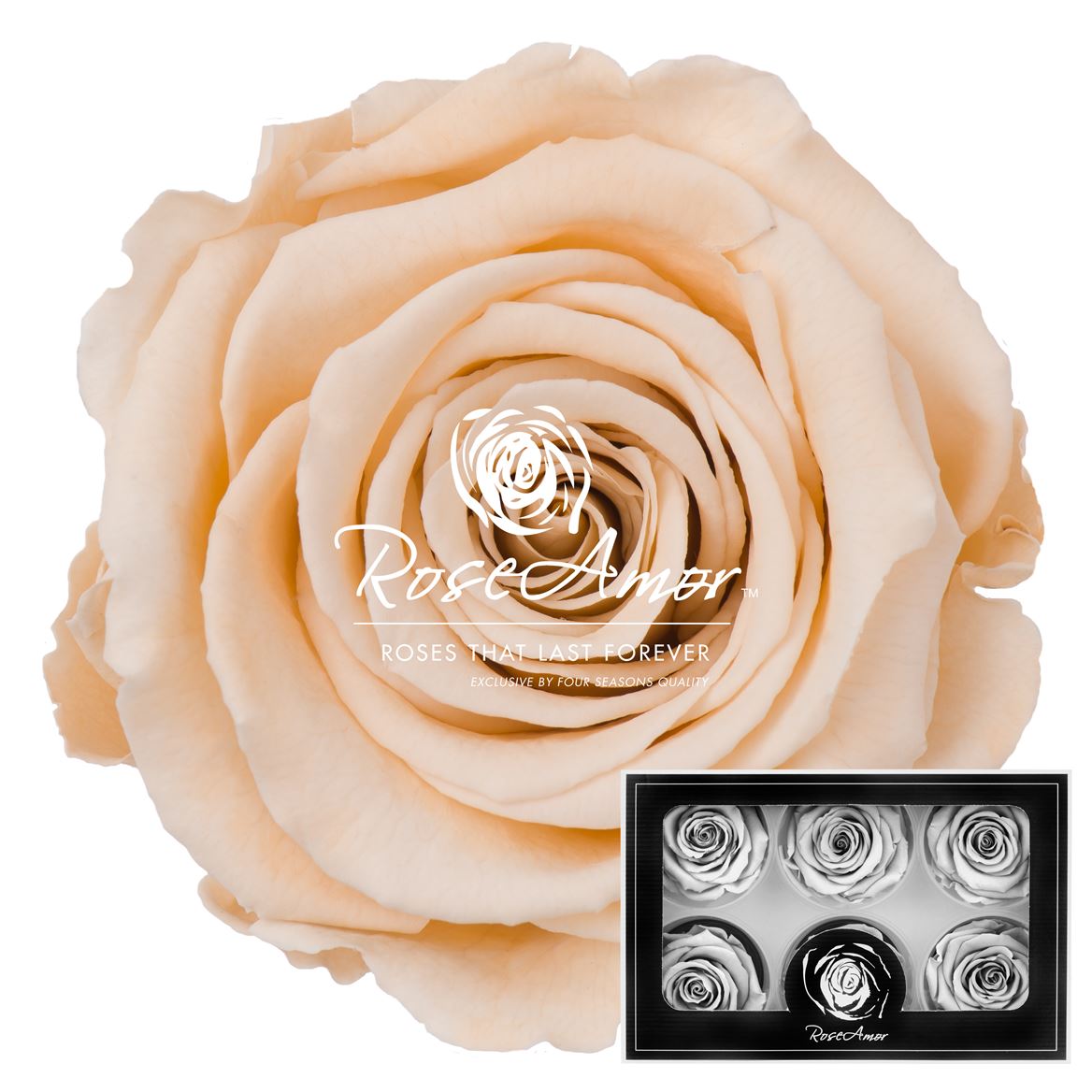 Rosa Preserved Lplus Cha01 6,5cm Hd