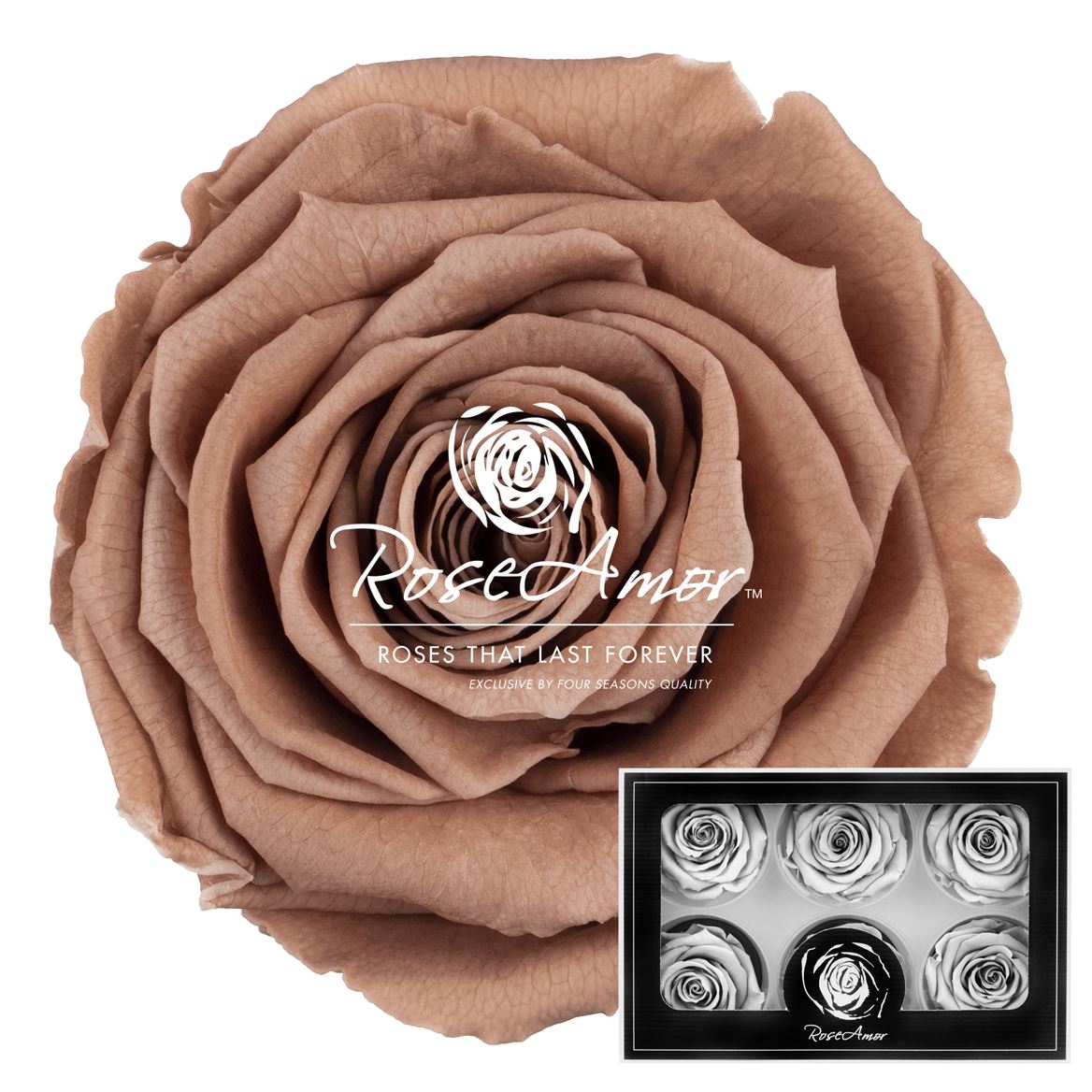 Rosa Preserved Lplus Cho89 6,5cm Hd