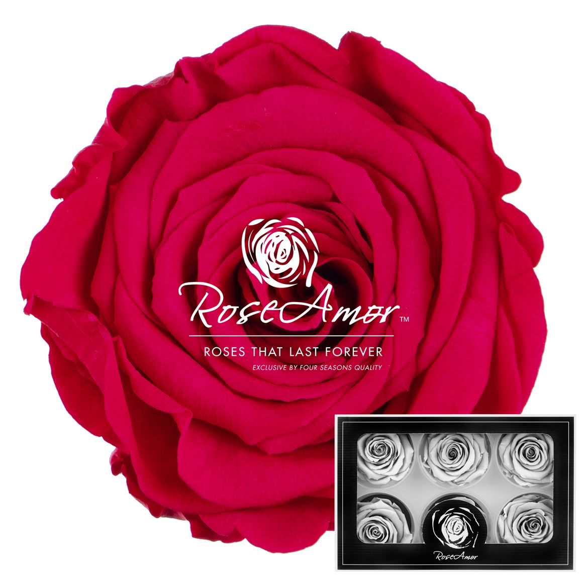 Rosa Preserved Lplus Pin03 6,5cm Hd