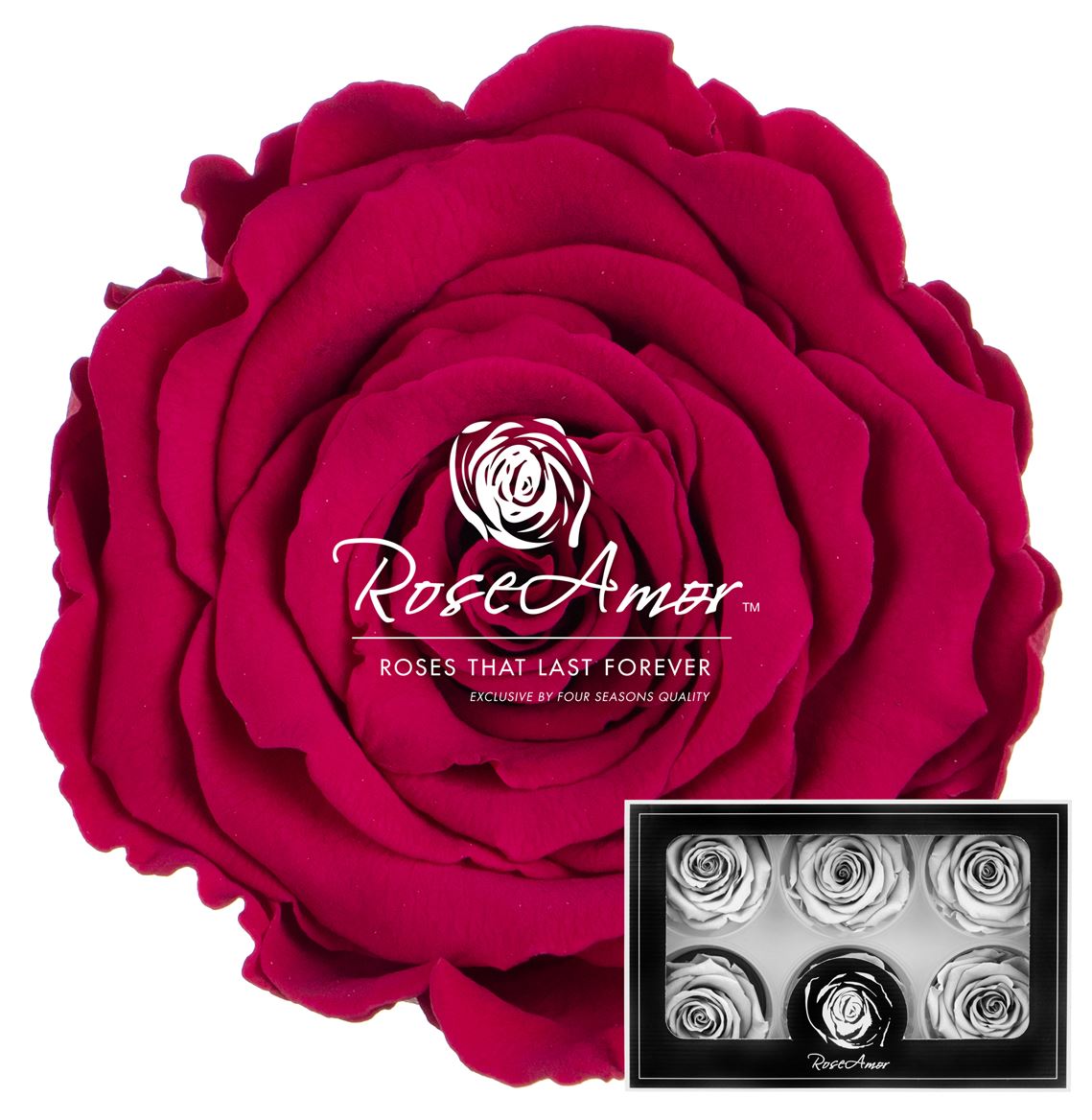 Rosa Preserved Lplus Pin05 6,5cm Hd