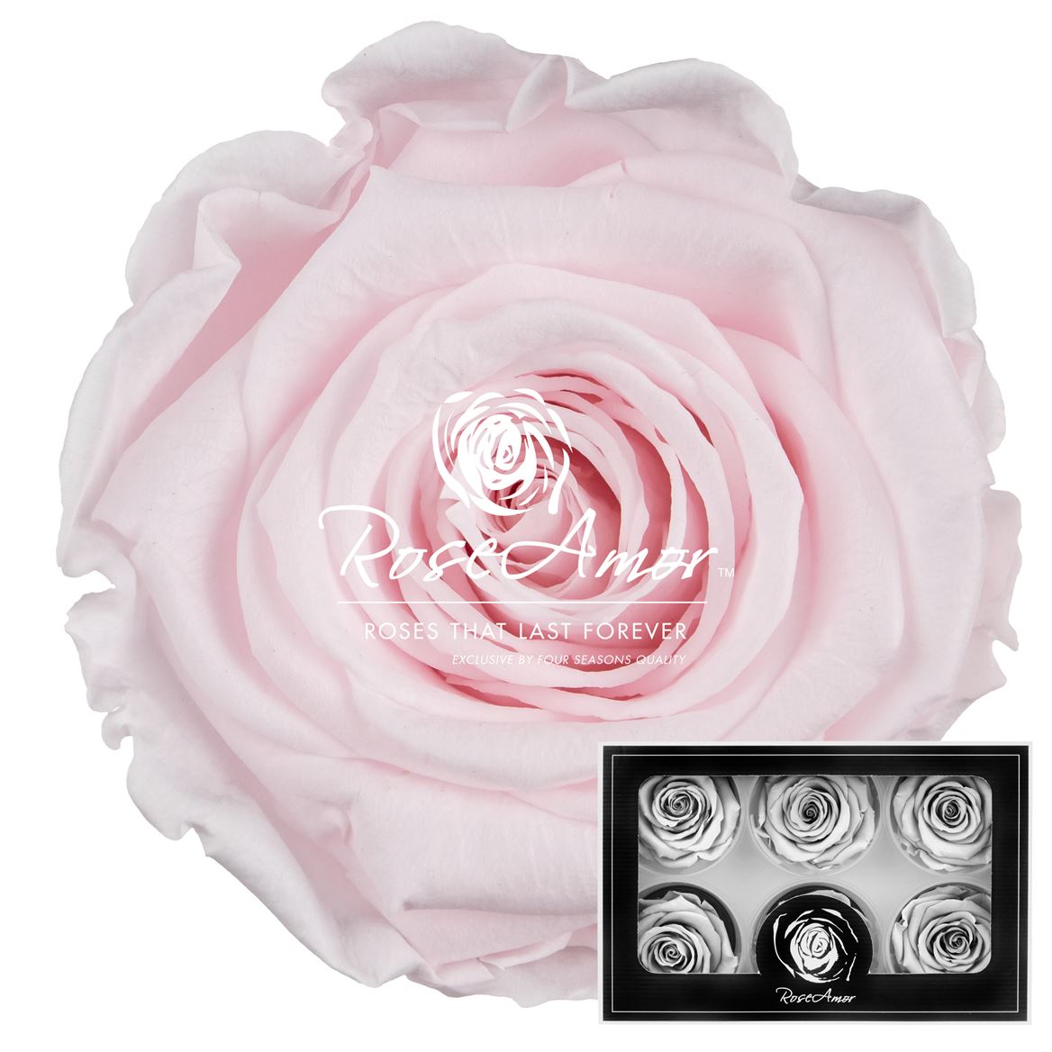Rosa Preserved Lplus Pin89 6,5cm Hd