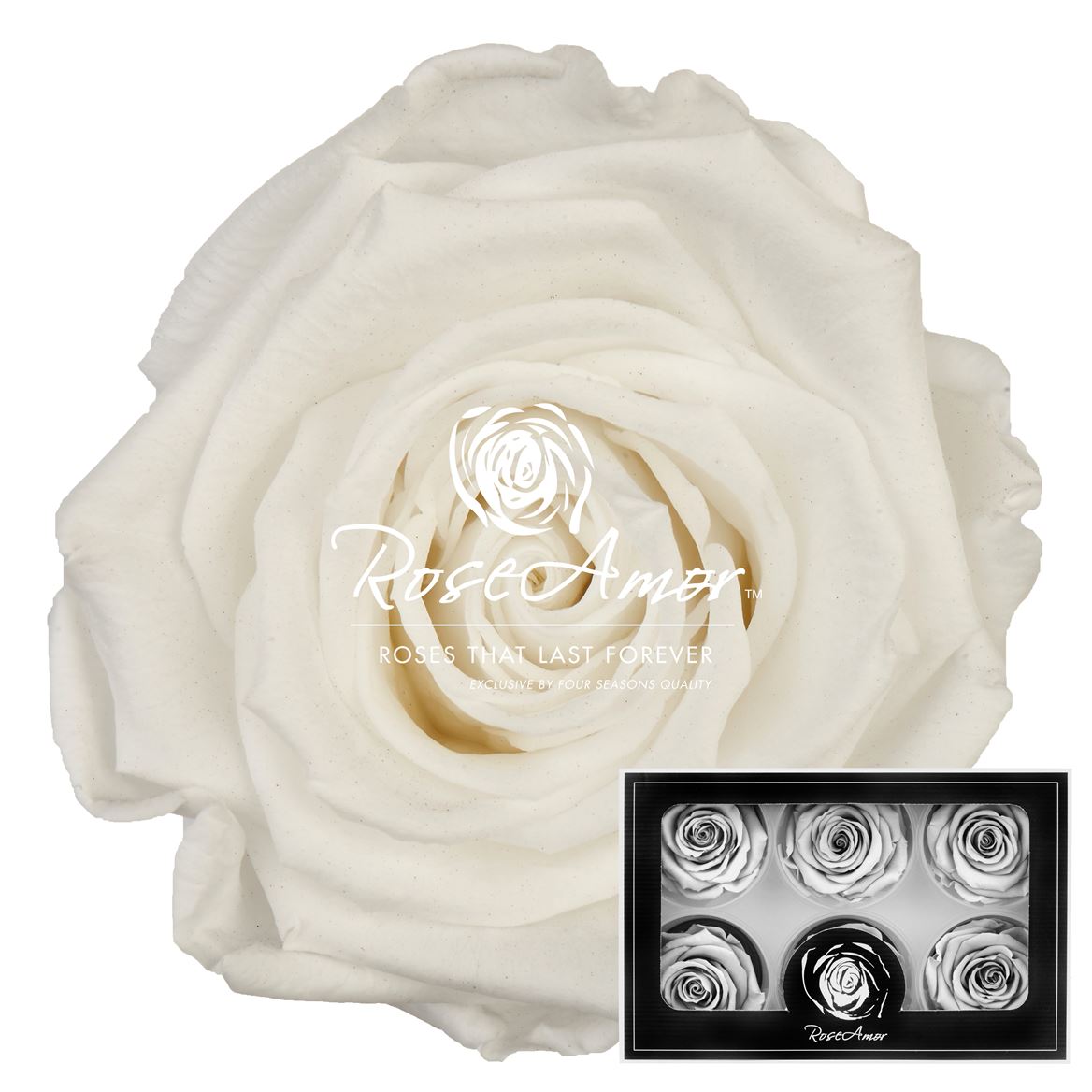 Rosa Preserved Lplus Whi01 6,5cm Hd