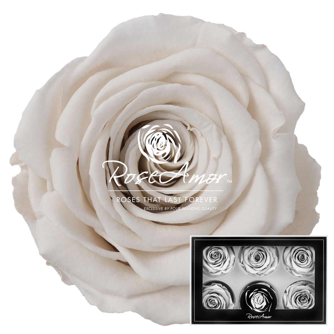 Rosa Preserved Lplus Whi04 6,5cm Hd