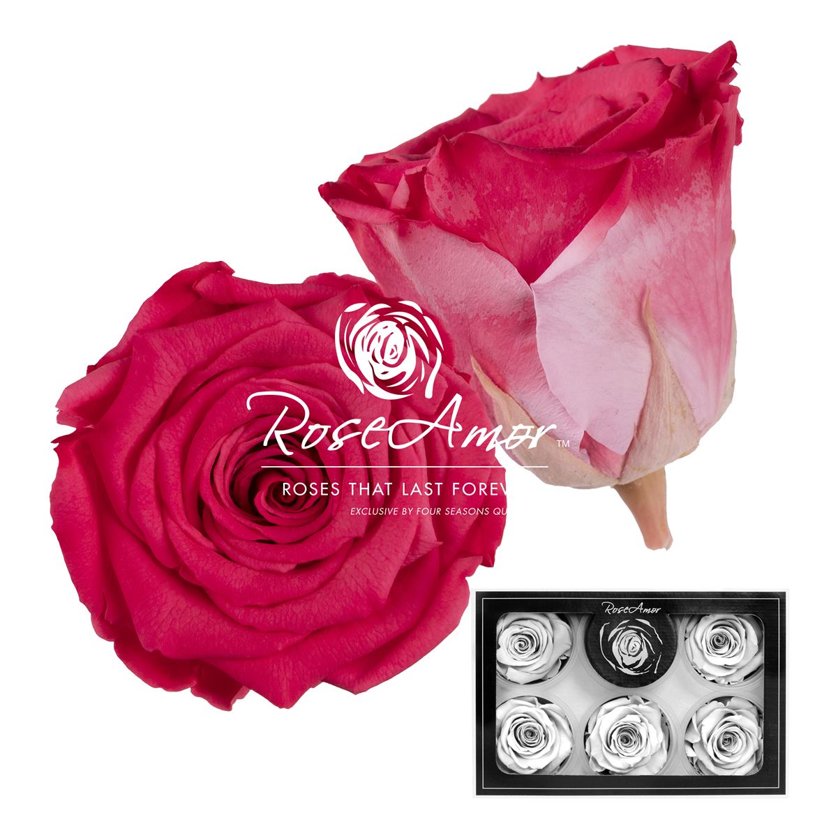 Rosa Preserved Xl Bic10 6,5cm Hd