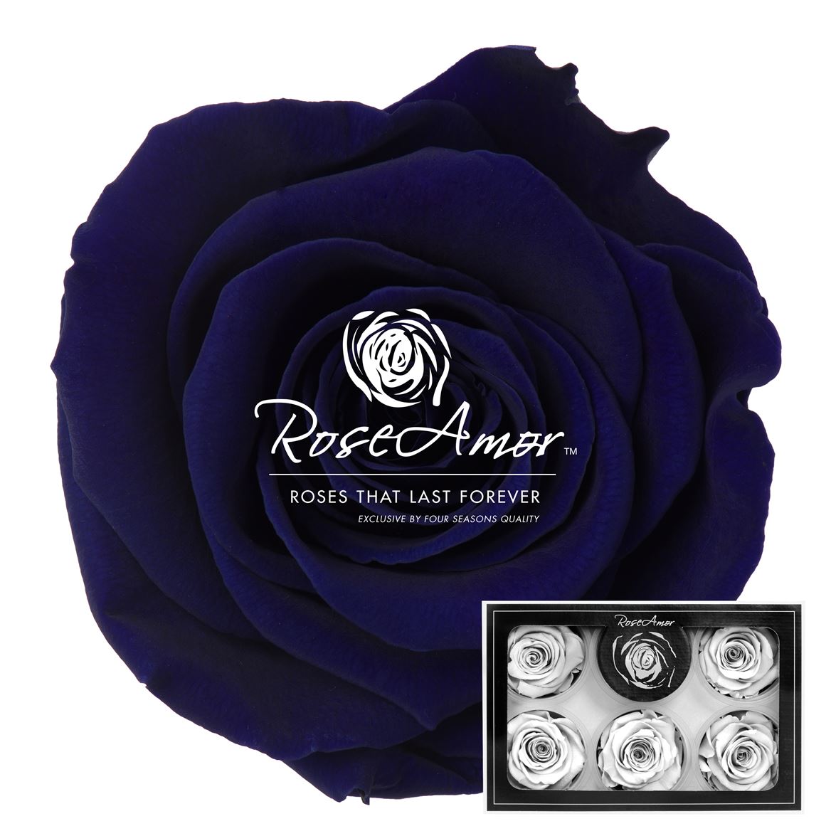 Rosa Preserved Xl Blu03 6,5cm Hd