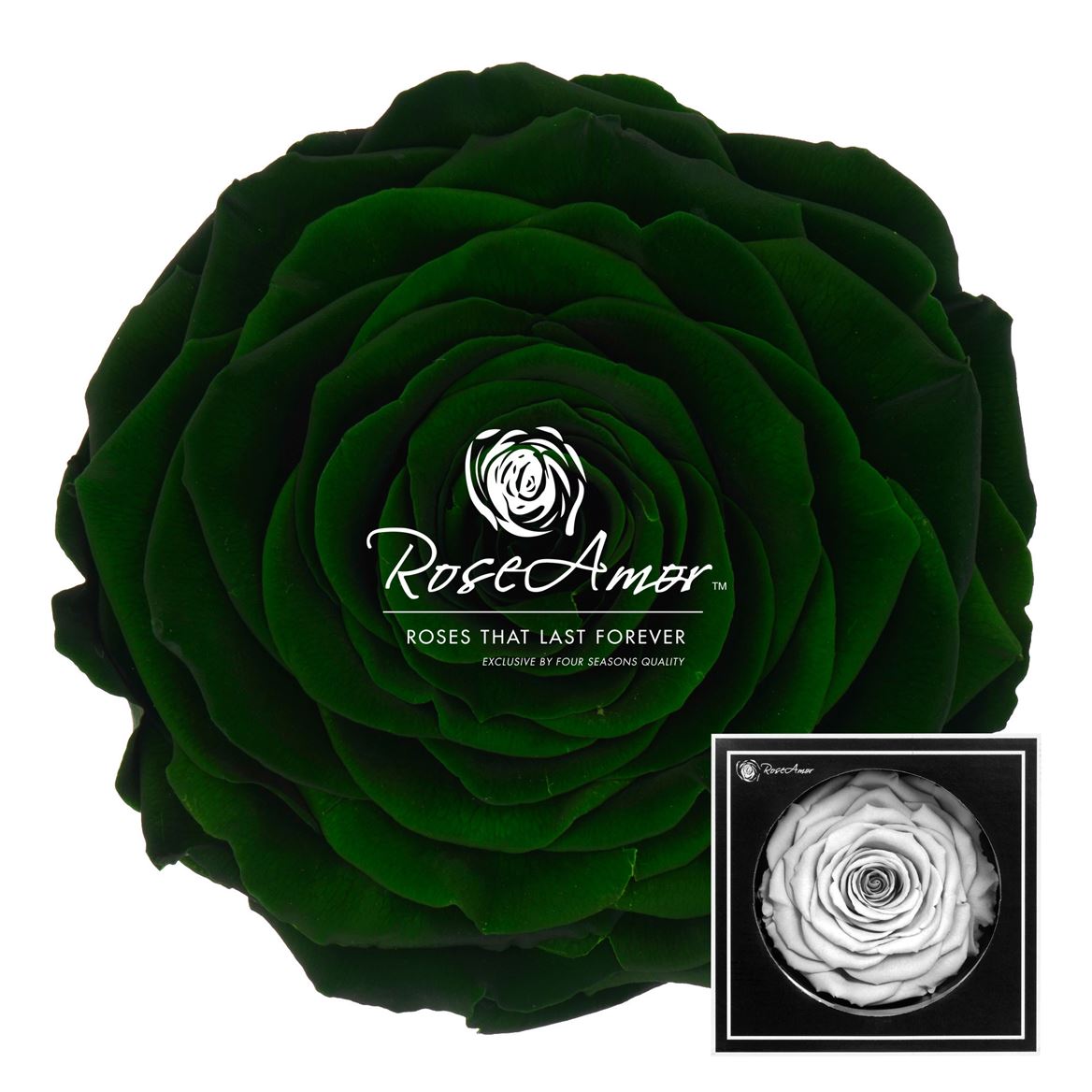 Rosa Preserved Xxl Gre02 9,5cm Hd