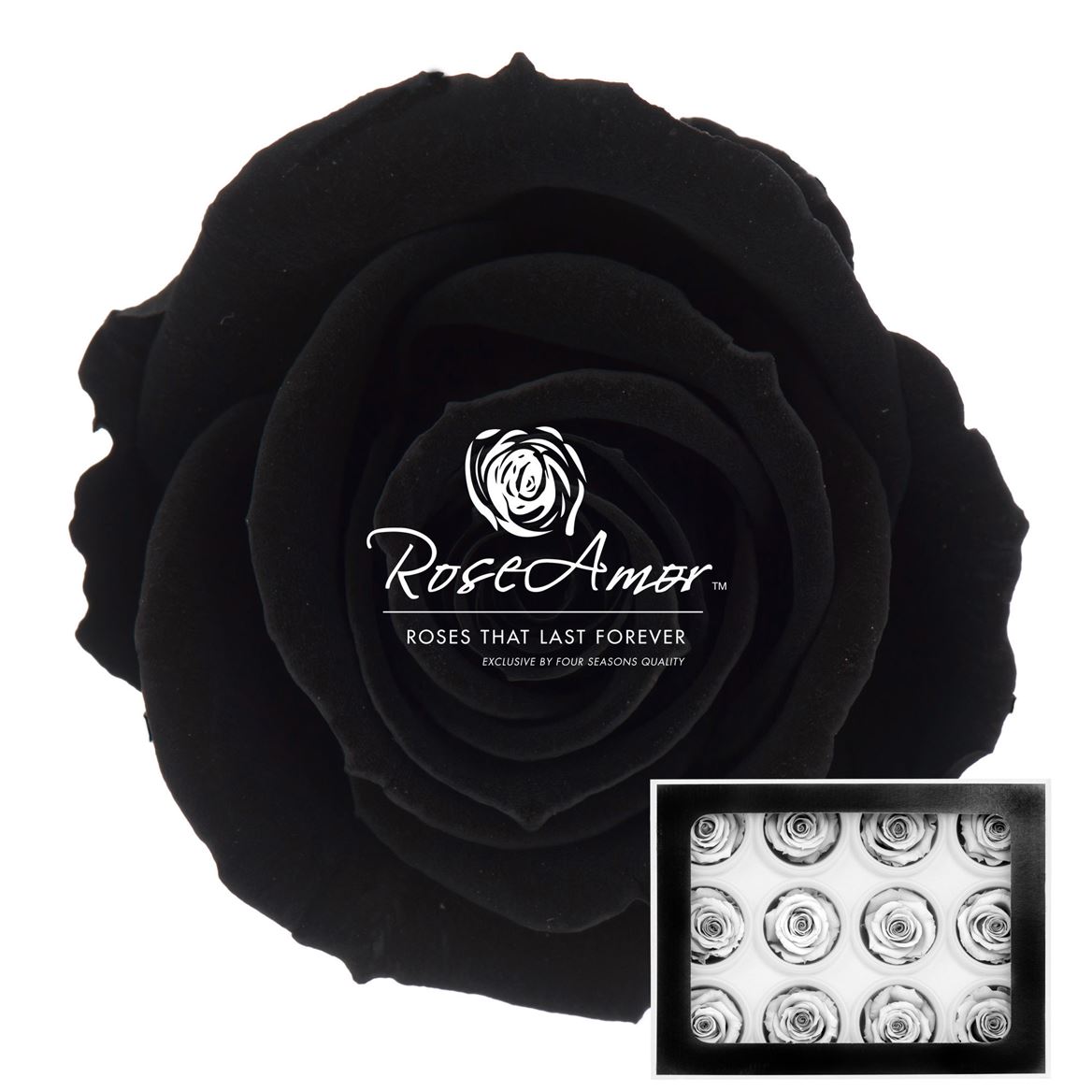 Rosa Preserved Warmi Bla01 3,5cm Hd