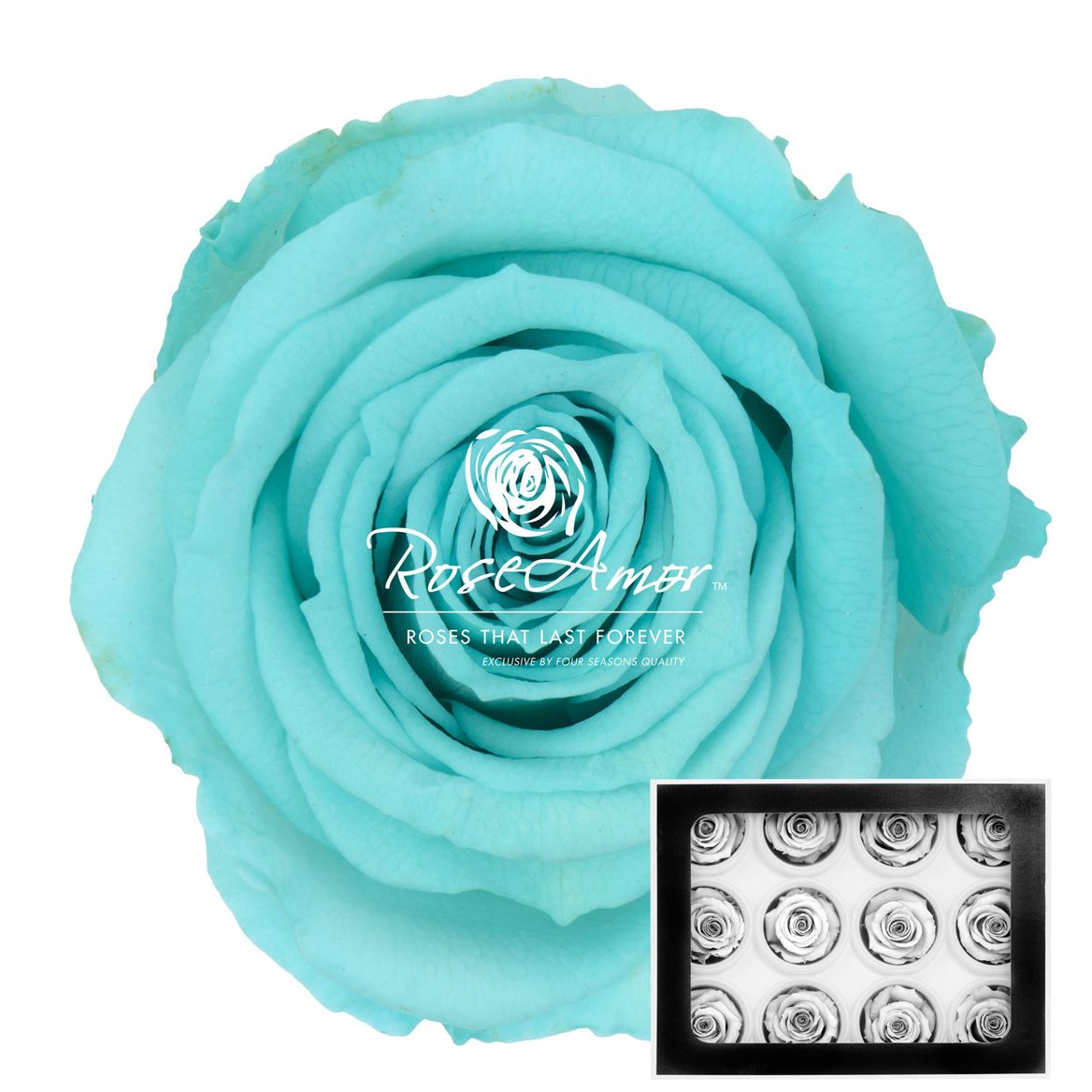 Rosa Preserved Warmi Blu02 3,5cm Hd