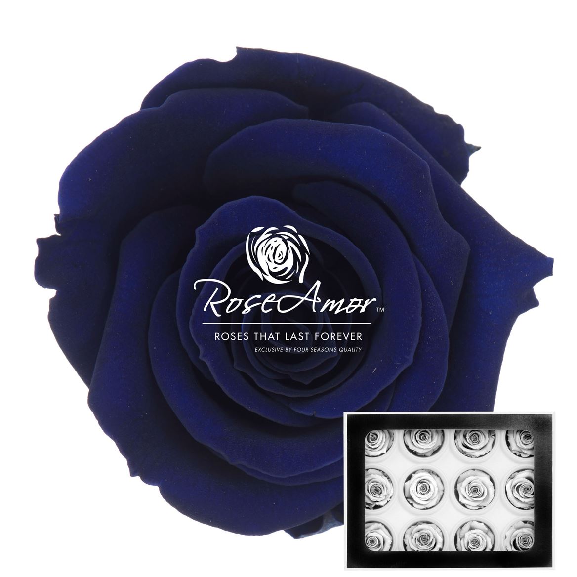 Rosa Preserved Warmi Blu03 3,5cm Hd