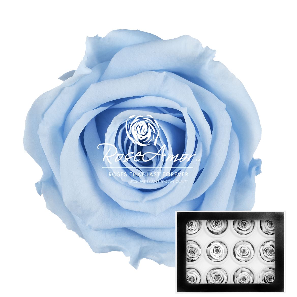 Rosa Preserved Warmi Blu89 3,5cm Hd