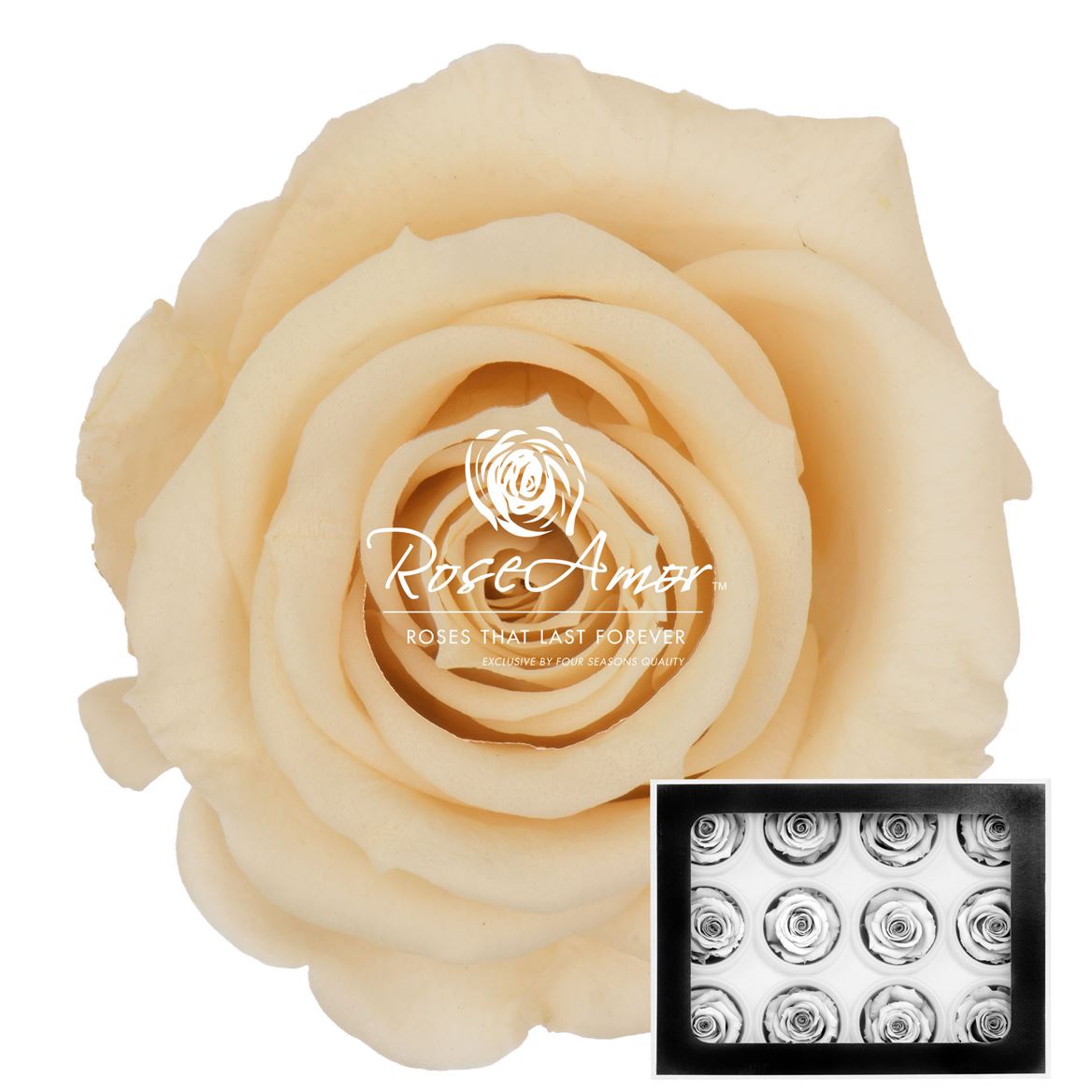 Rosa Preserved Warmi Cha01 3,5cm Hd