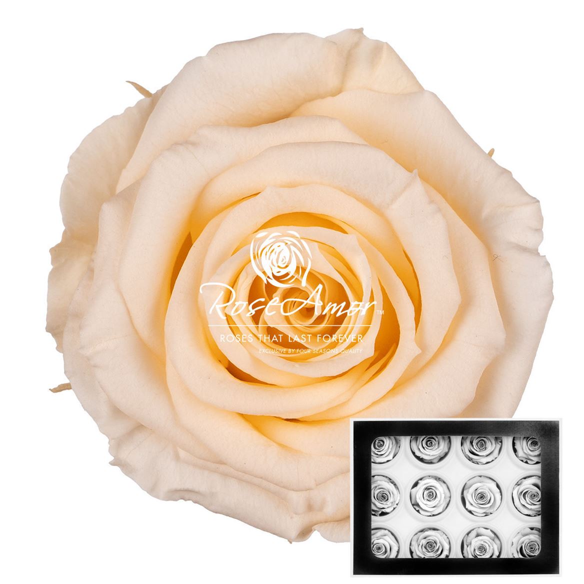 Rosa Preserved Warmi Cha99 3,5cm Hd