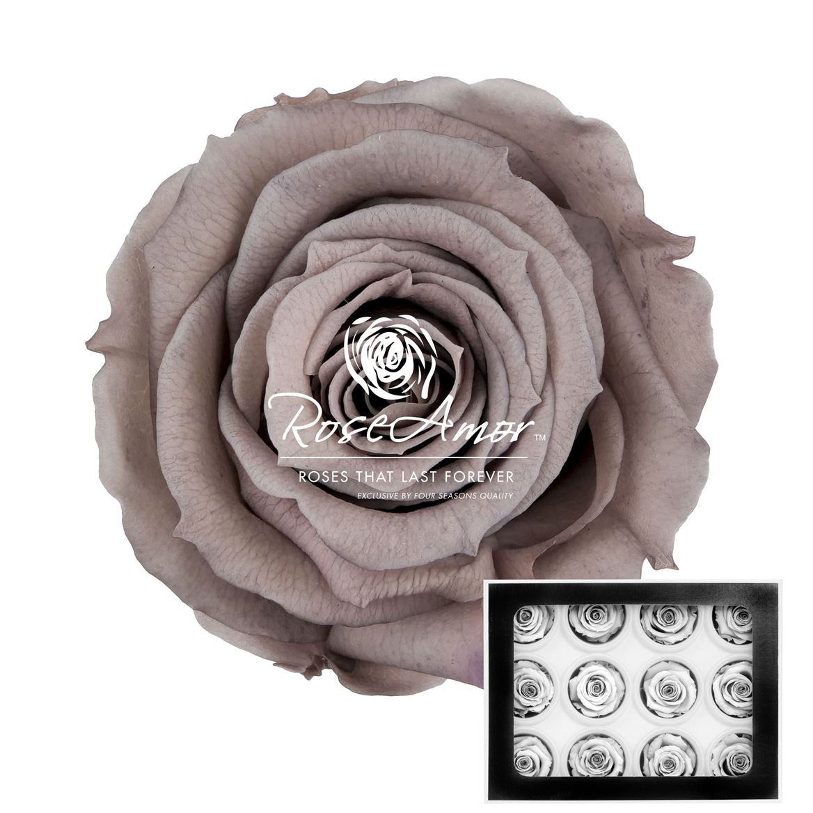 Rosa Preserved Warmi Cho89 3,5cm Hd