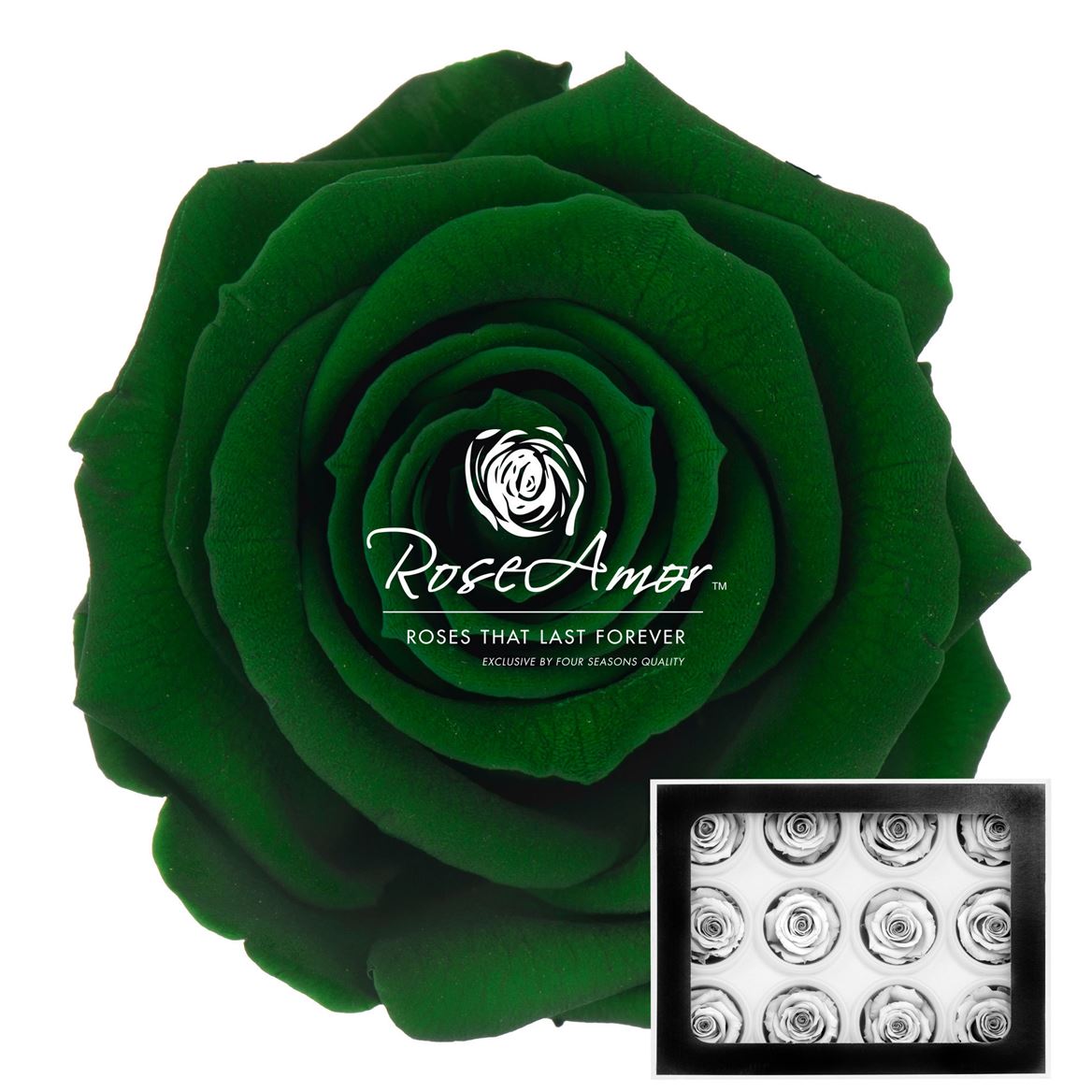Rosa Preserved Warmi Gre02 3,5cm Hd