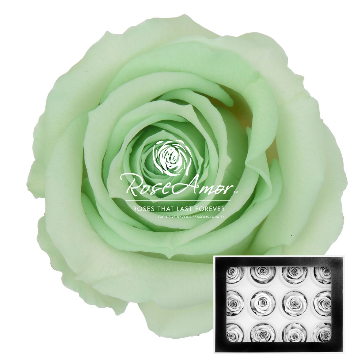 Rosa Preserved Warmi Gre04 3,5cm Hd