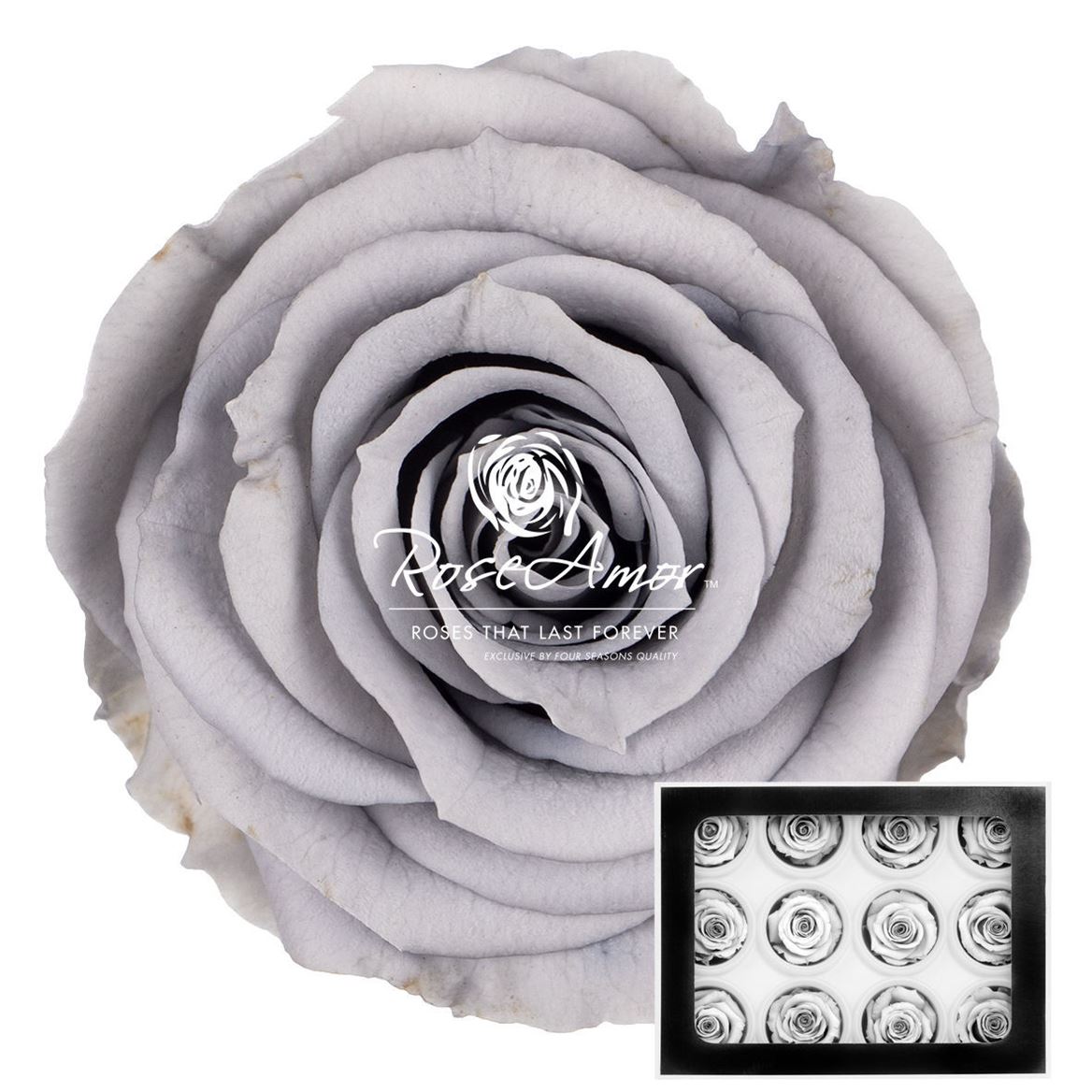 Rosa Preserved S Gry02 3,5cm Hd