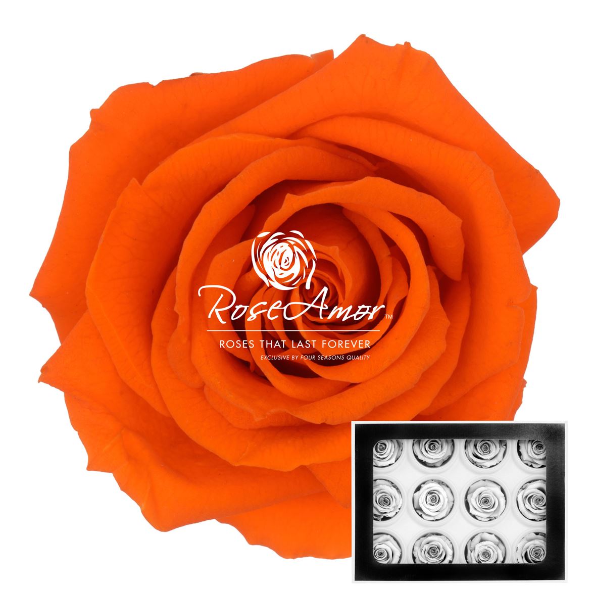 Rosa Preserved Warmi Ora02 3,5cm Hd
