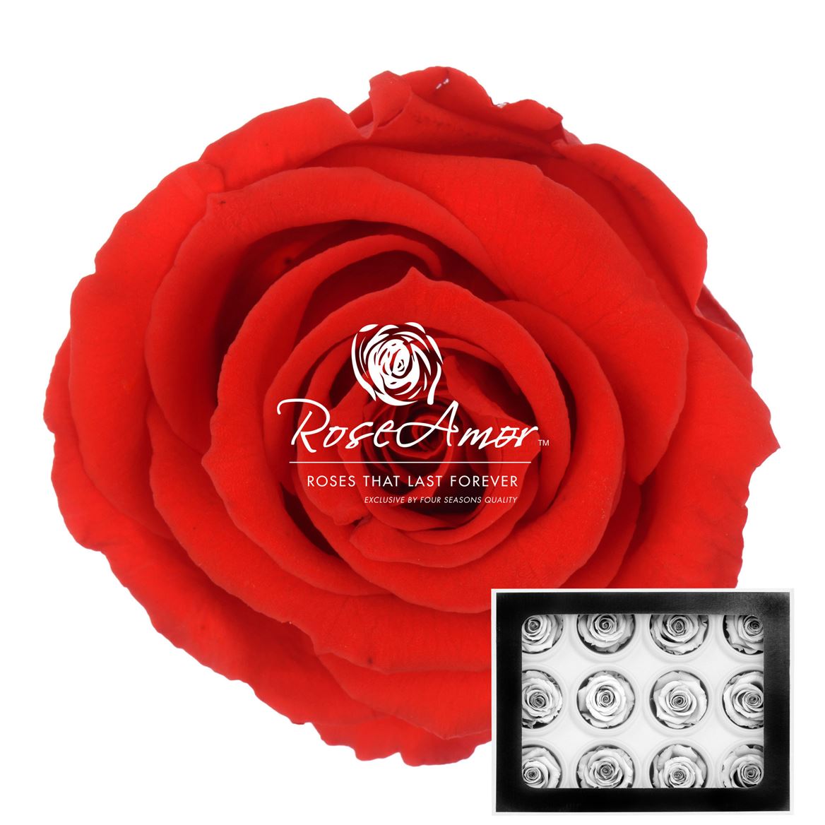 Rosa Preserved Warmi Ora03 3,5cm Hd