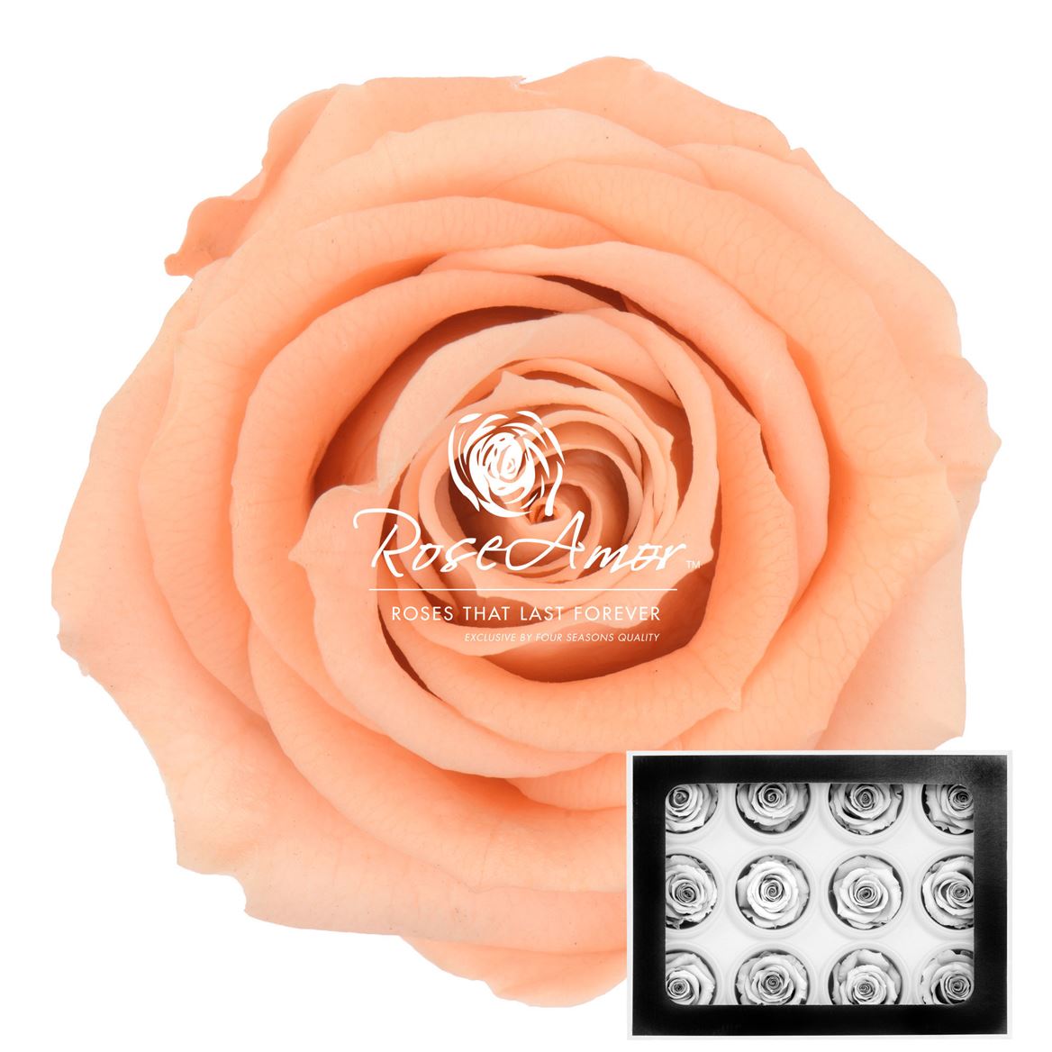 Rosa Preserved Warmi Pea01 3,5cm Hd