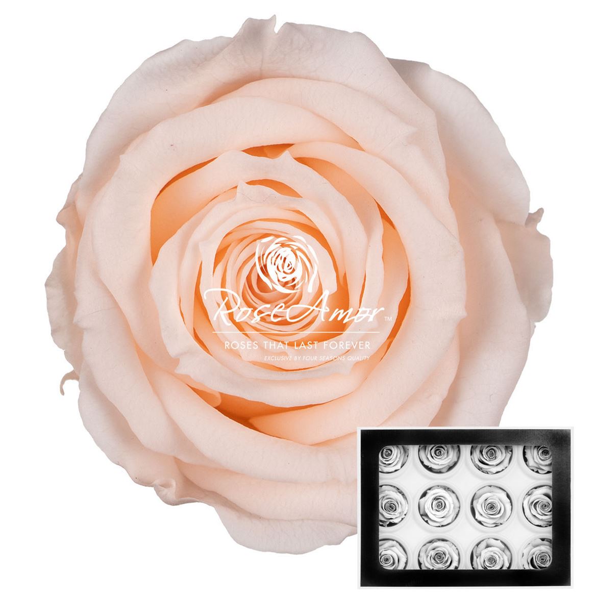 Rosa Preserved S Pea89 3,5cm Hd