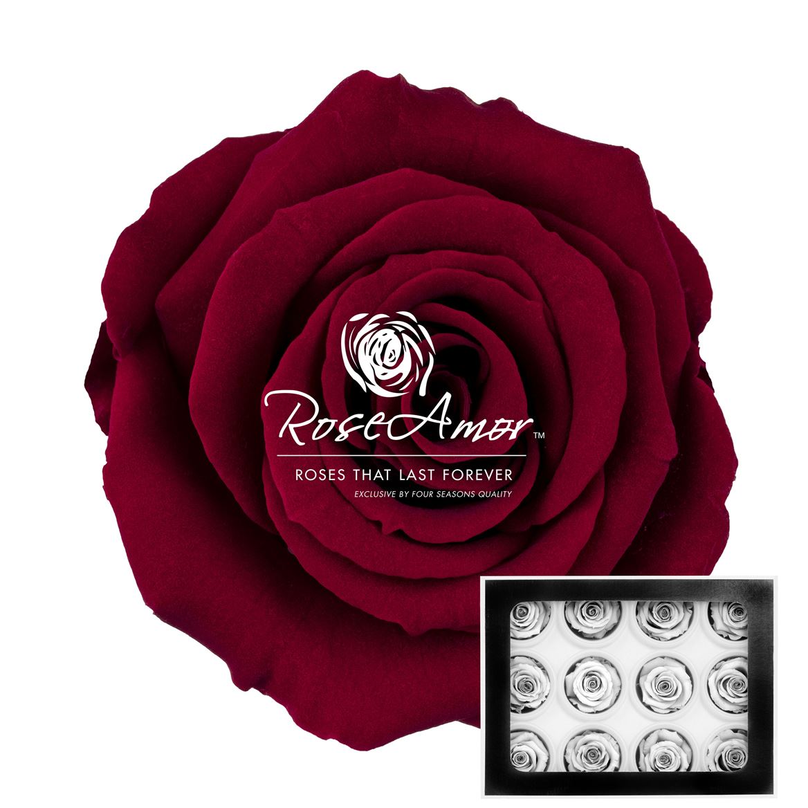 Rosa Preserved Warmi Pin02 3,5cm Hd
