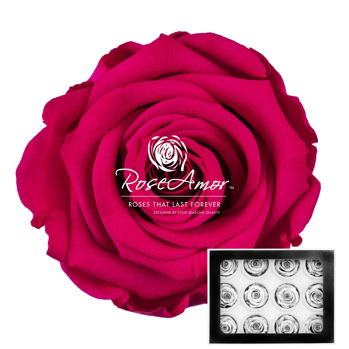 Rosa Preserved Warmi Pin03 3,5cm Hd