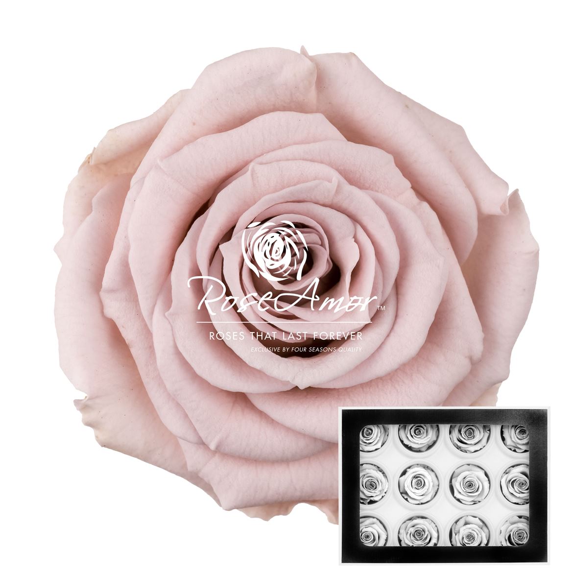 Rosa Preserved Warmi Pin04 3,5cm Hd