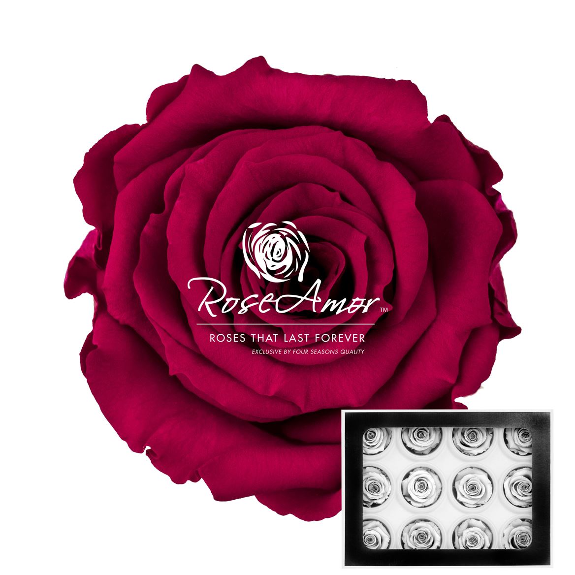 Rosa Preserved Warmi Pin05 3,5cm Hd
