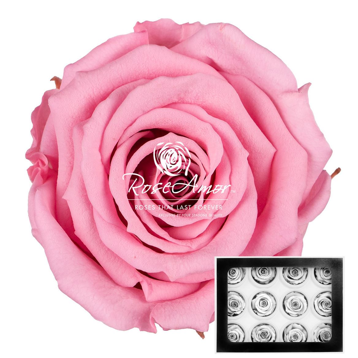 Rosa Preserved S Pin06 3,5cm Hd