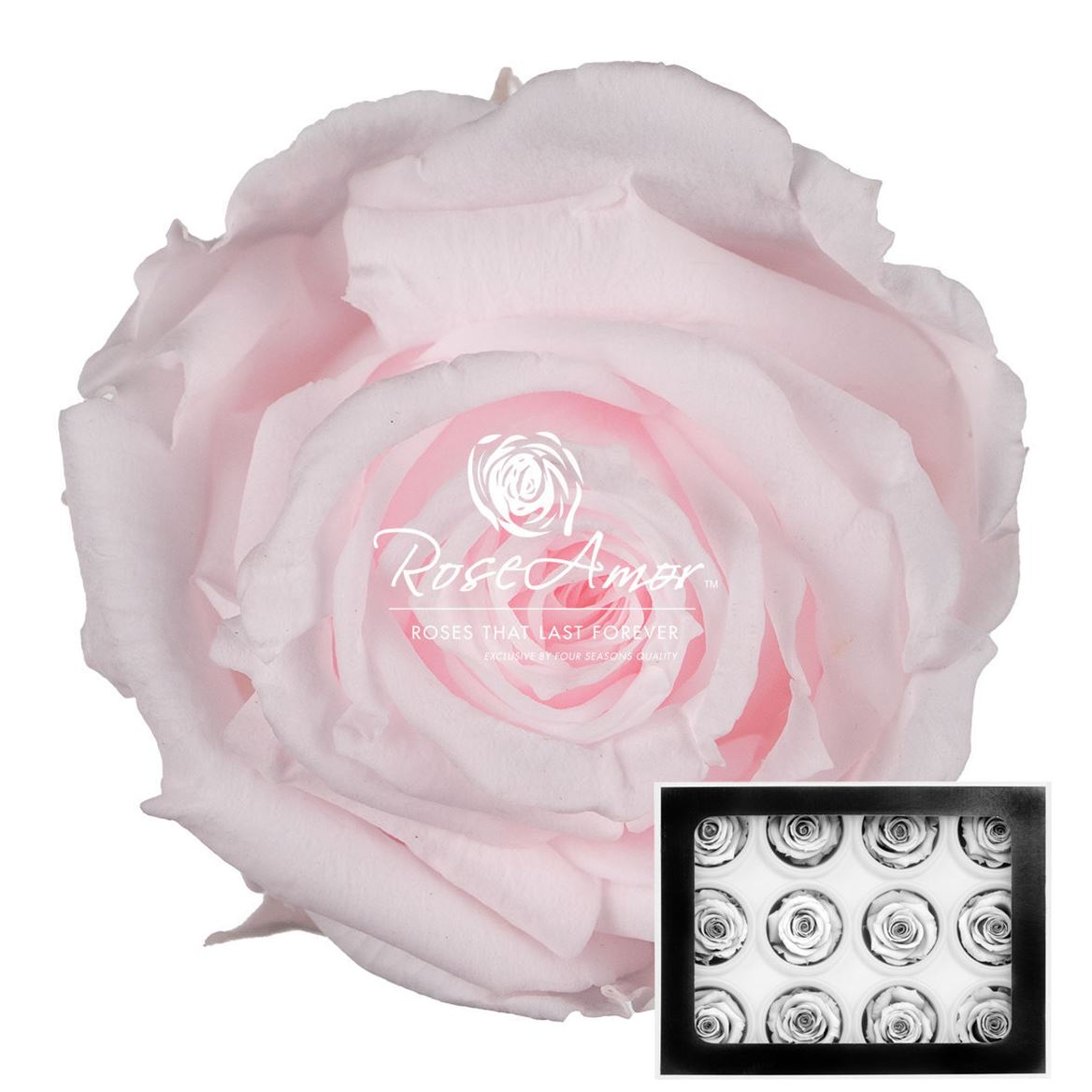 Rosa Preserved S Pin89 3,5cm Hd
