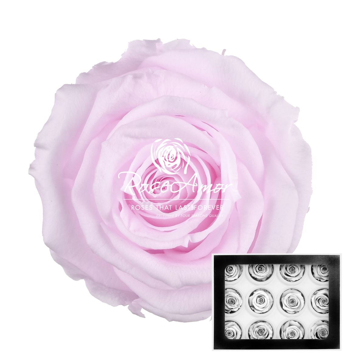 Rosa Preserved Warmi Pin99 3,5cm Hd