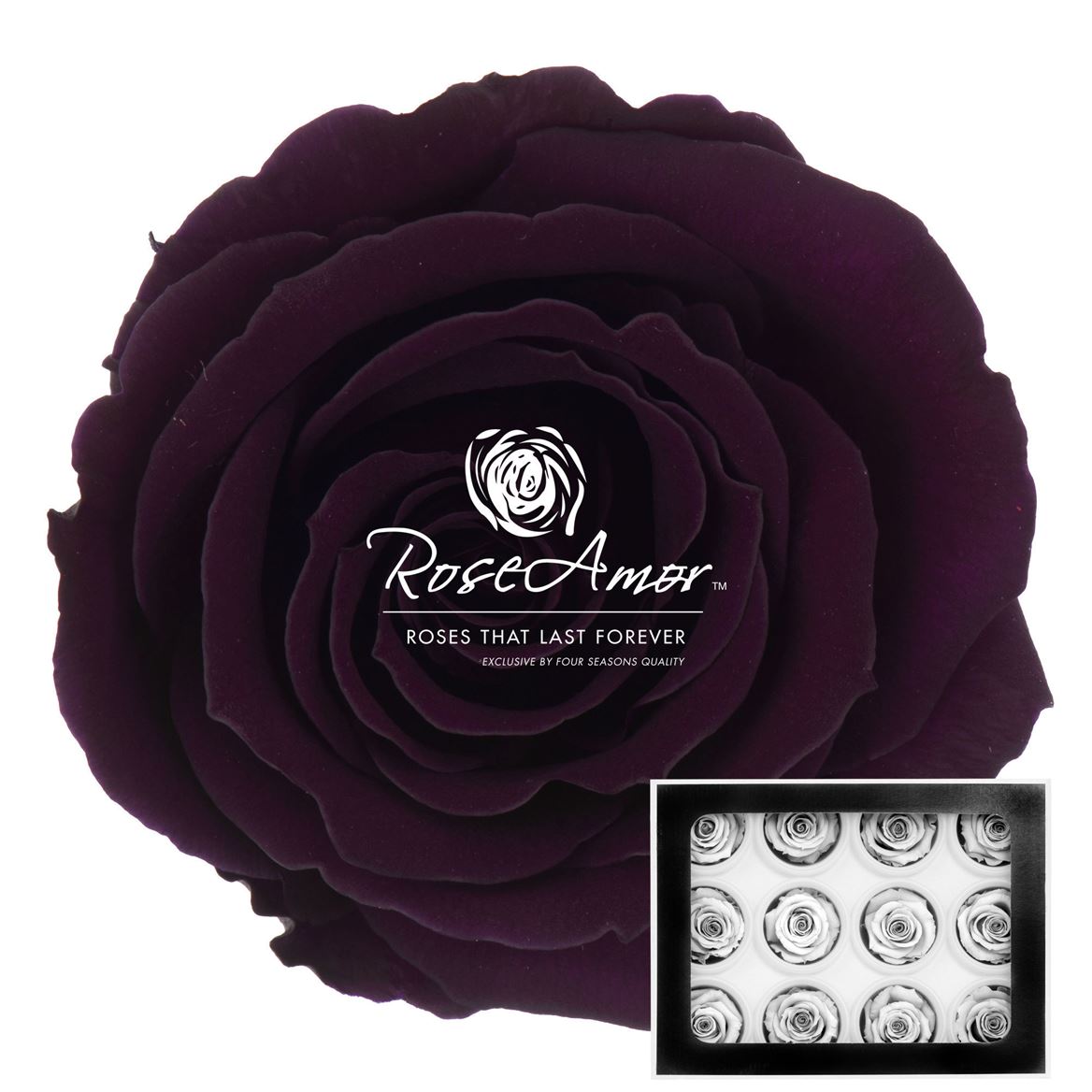 Rosa Preserved Warmi Pur01 3,5cm Hd