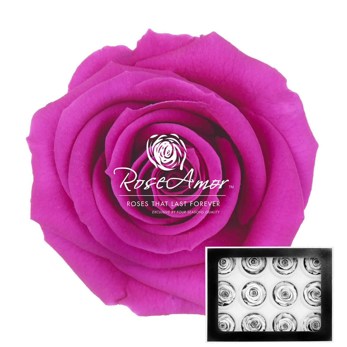 Rosa Preserved Warmi Pur02 3,5cm Hd