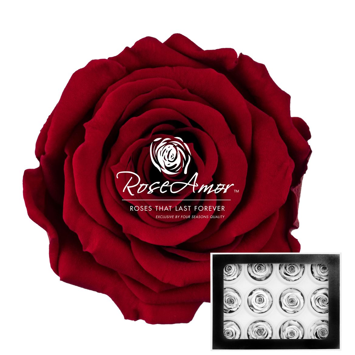 Rosa Preserved Warmi Red01 3,5cm Hd