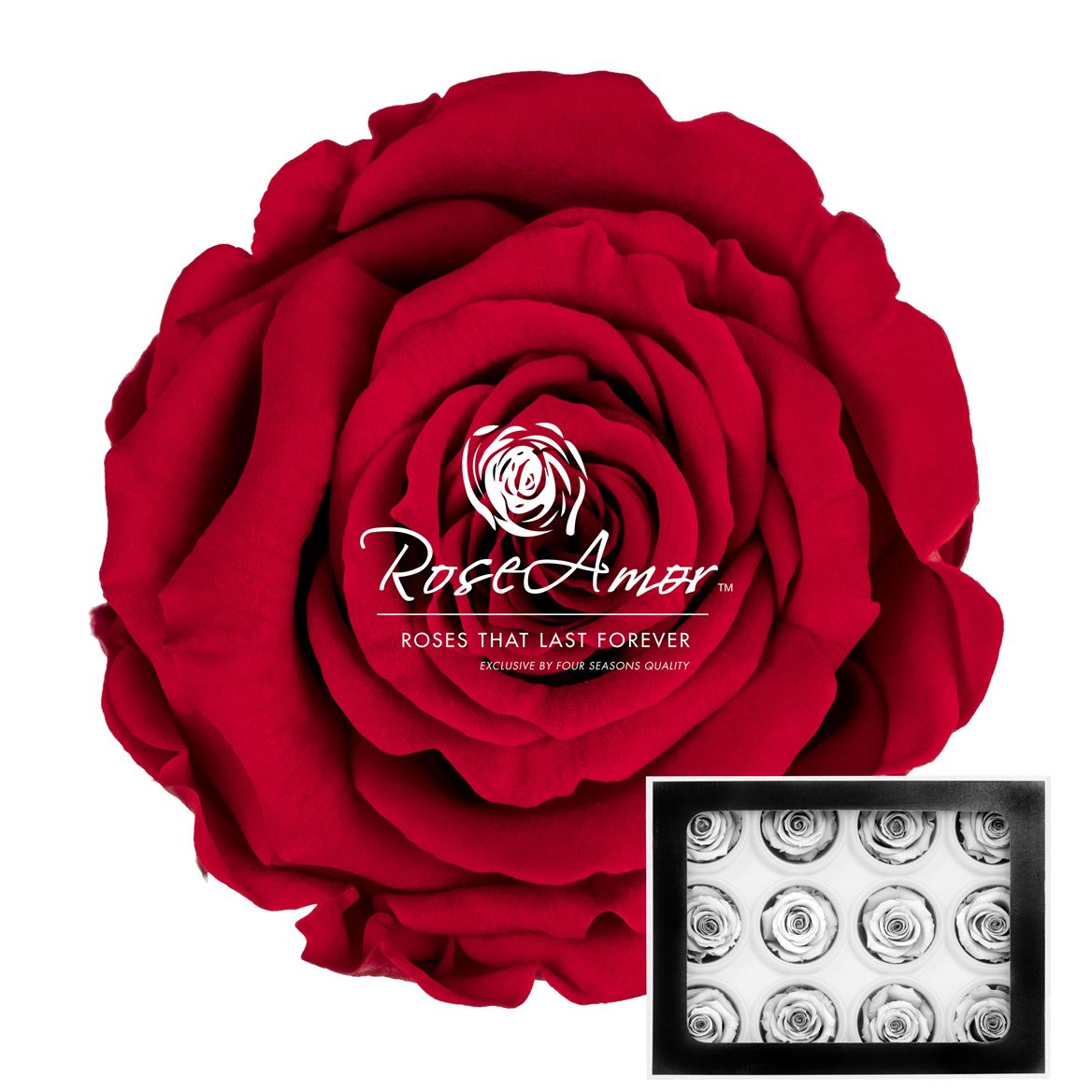 Rosa Preserved Warmi Red02 3,5cm Hd