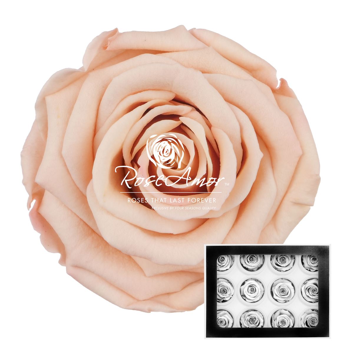 Rosa Preserved Warmi Tof01 3,5cm Hd