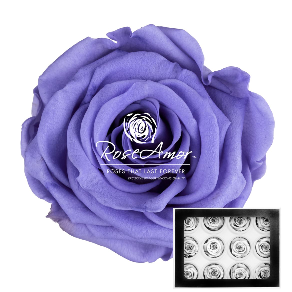 Rosa Preserved Warmi Vio01 3,5cm Hd