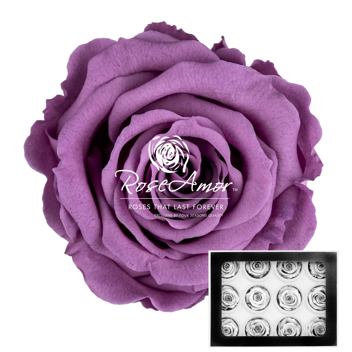 Rosa Preserved Warmi Vio02 3,5cm Hd
