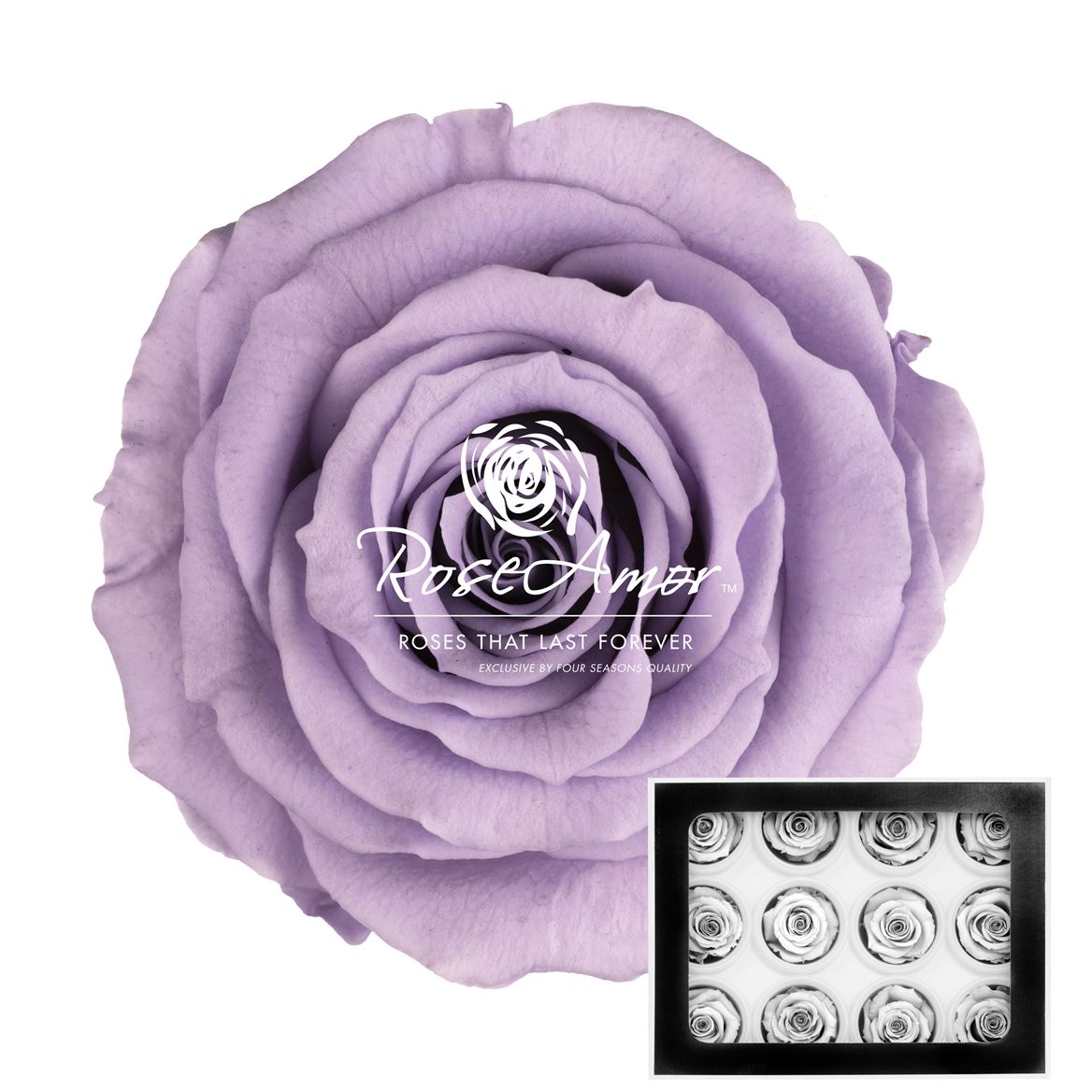 Rosa Preserved Warmi Vio03 3,5cm Hd