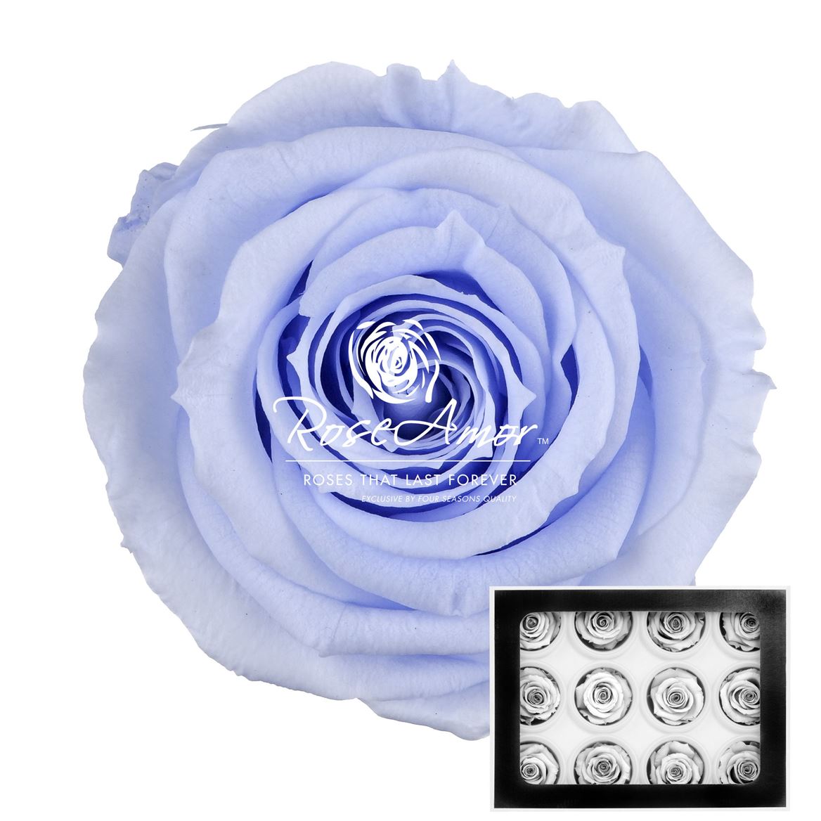 Rosa Preserved Warmi Vio89 3,5cm Hd