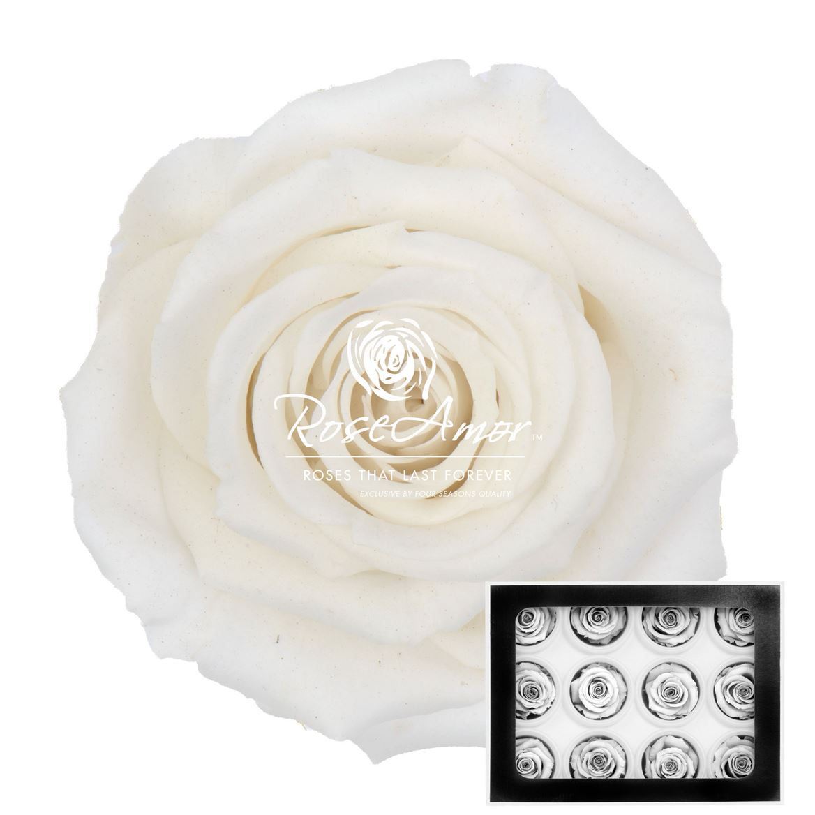 Rosa Preserved Warmi Whi01 3,5cm Hd